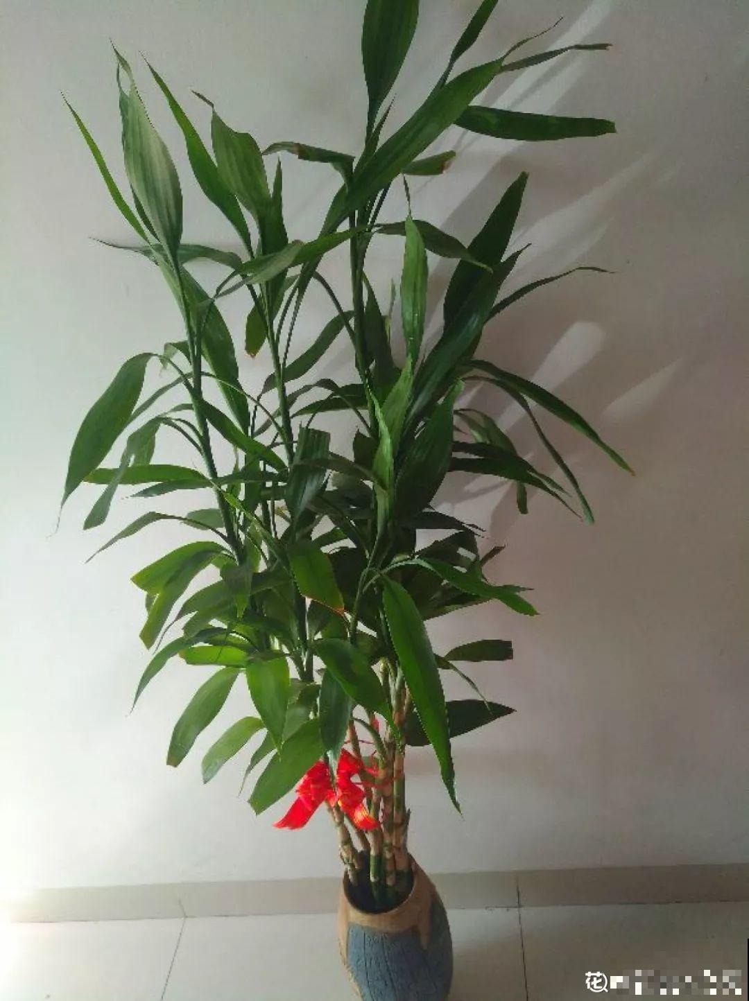 这花10块钱买一把，拿回家2天死翘翘了，真愁人！