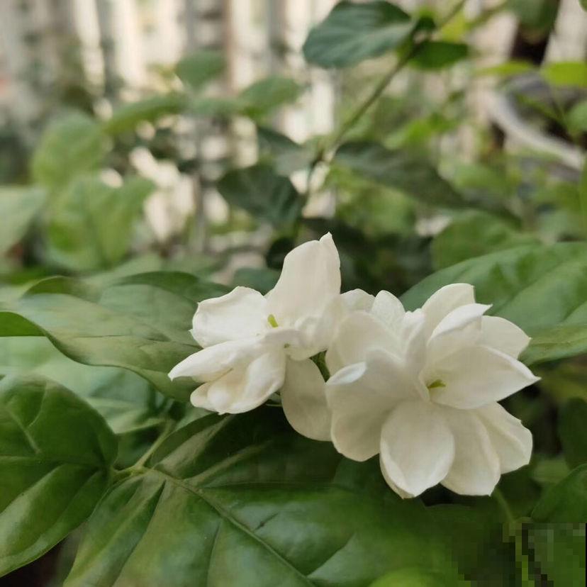 家里养盆杀菌花，空气清新，身体好不生病