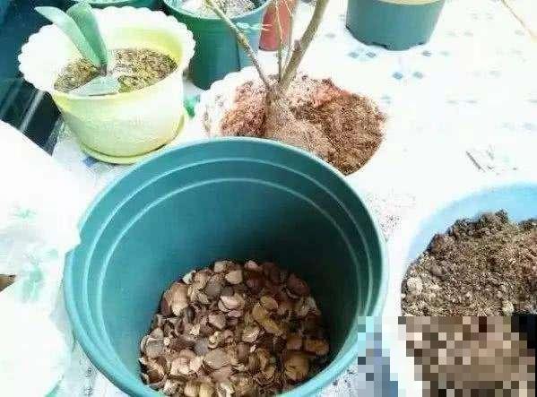 吃剩的栗子壳、瓜子皮别扔，这样塞盆里，过完年就成高级养花土