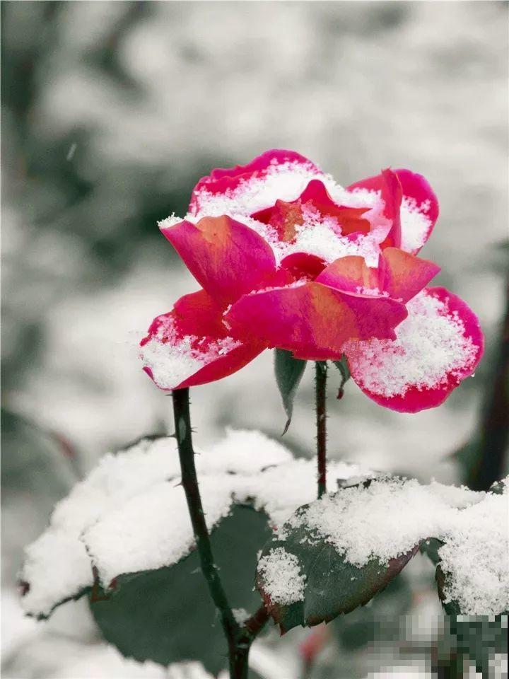 大雪天，只有这花还在继续开，真不是一般的抗冻！