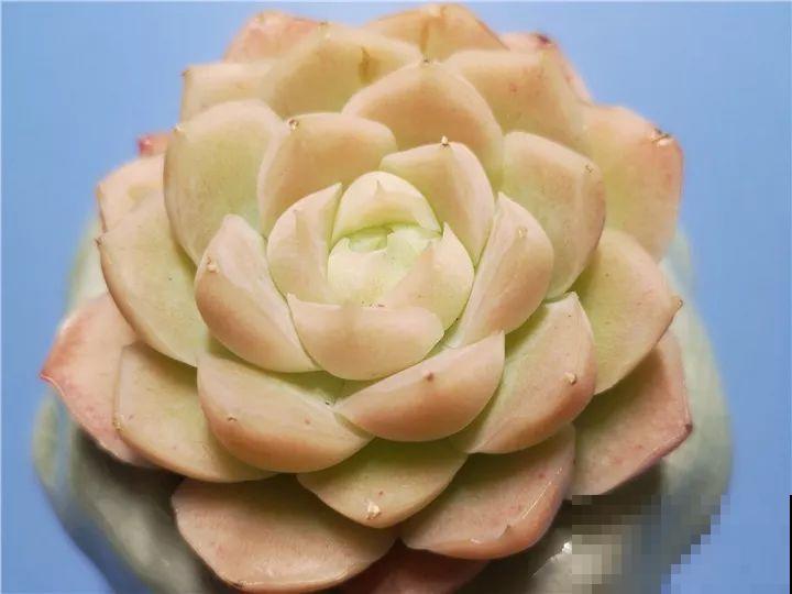 多肉中最受欢迎的品种，一个比一个精致，养养就容易出状态！