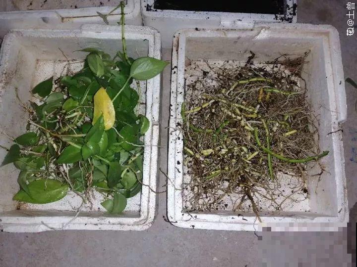 冬天修剪分“轻重”，有的花剪狠了，小心再也不开花！