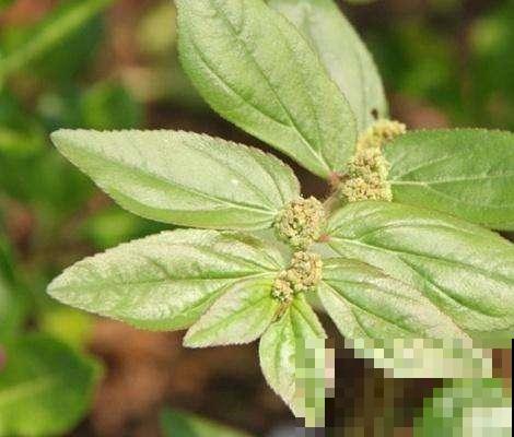 这野外杂草模样奇特，叶子像对精灵翅膀，花都开在草梗上！