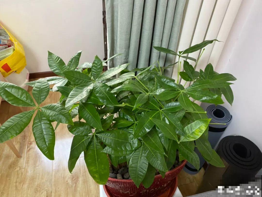 这10种花要慎买，小心养不活，心里贼难受！