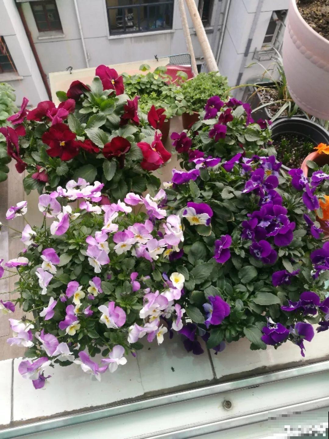 14种香水花，家里摆一盆，满屋子都是香味！