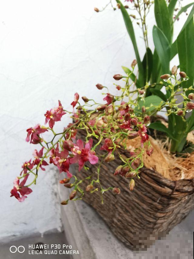 这花就是活香水，家里养一盆，香味飘到邻居家