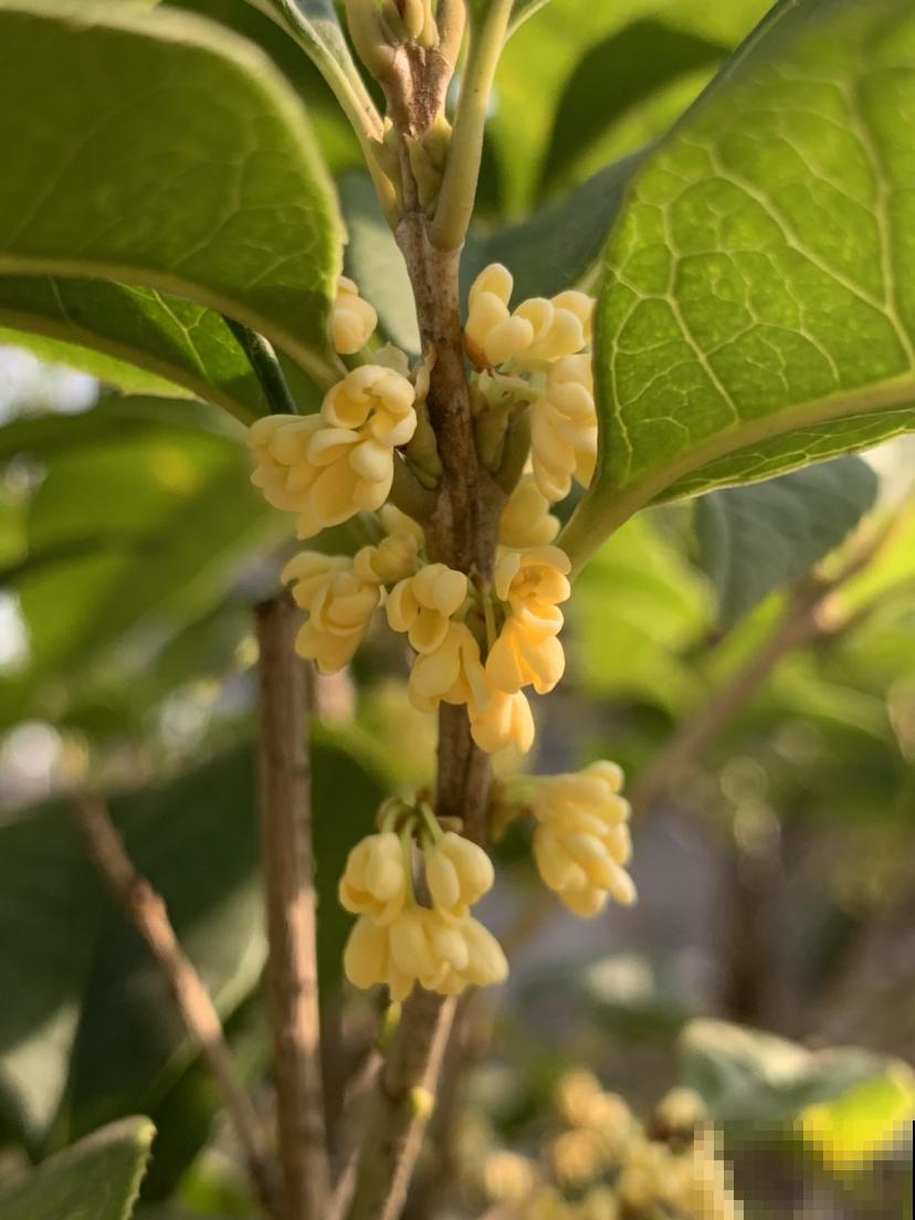 在家养一盆这种花，花香持久很迷人，特别受欢迎！