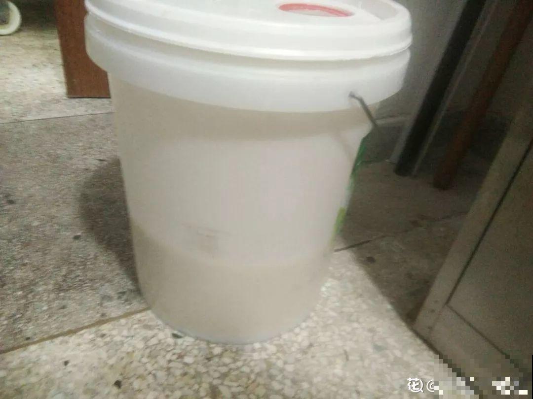 淘米水里加上它，没有异味肥效翻倍，给花用点叶子绿油油！