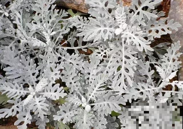 这4种带“雪”的花，现在种刚刚好，赏叶观花两不误！