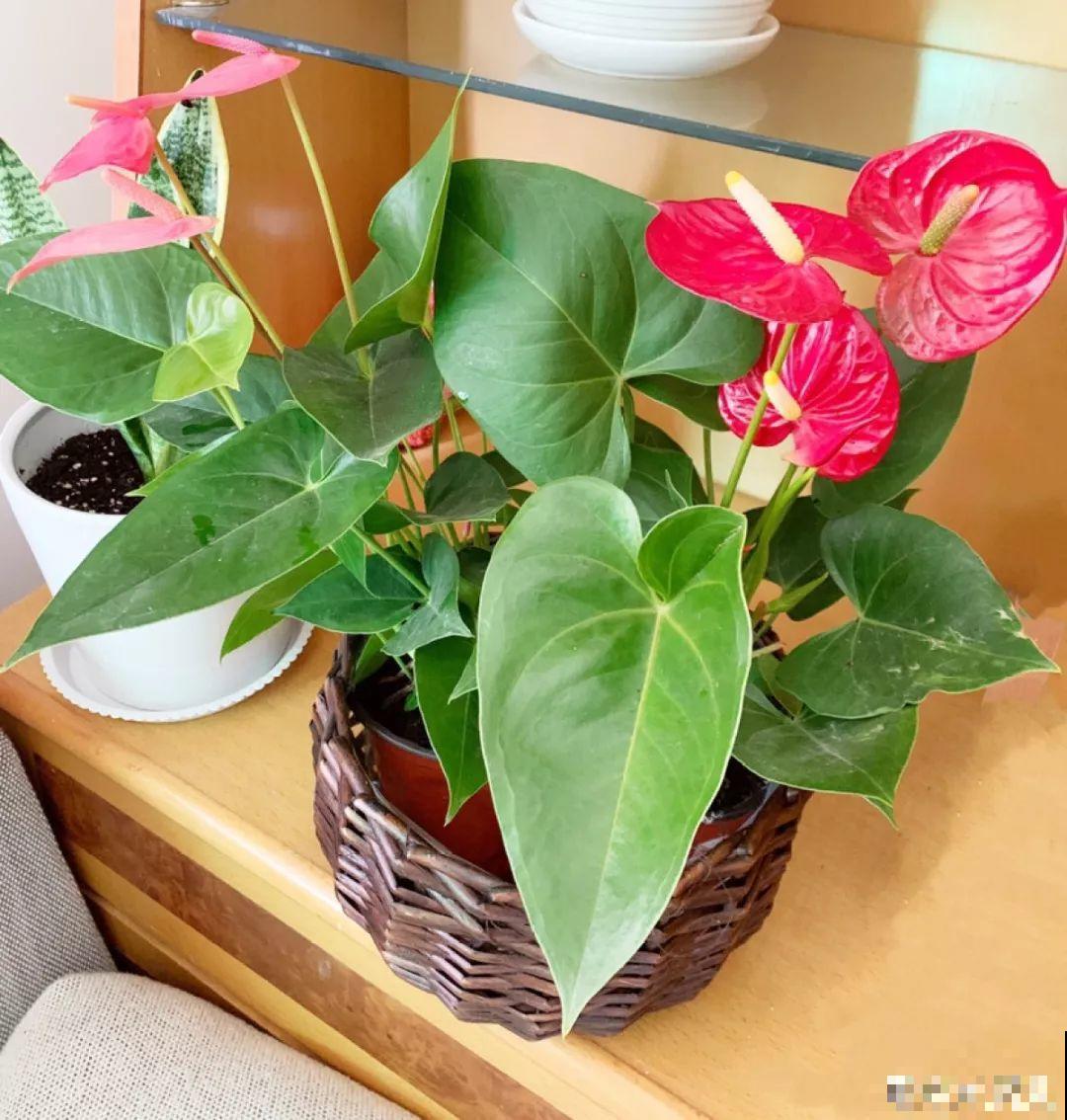 7种花最容易冻伤，低于10度就断水，否则熬不过冬天！