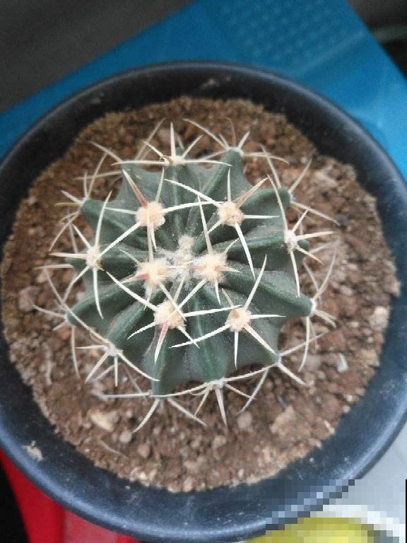 那些年花市上过的当，一个比一个扎心，说好的信任呢！
