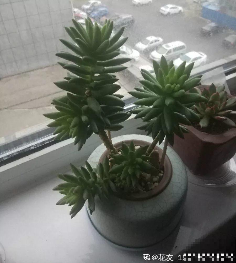 家里有这4种花，砍1刀能憋8个芽，两个月就爆盆！