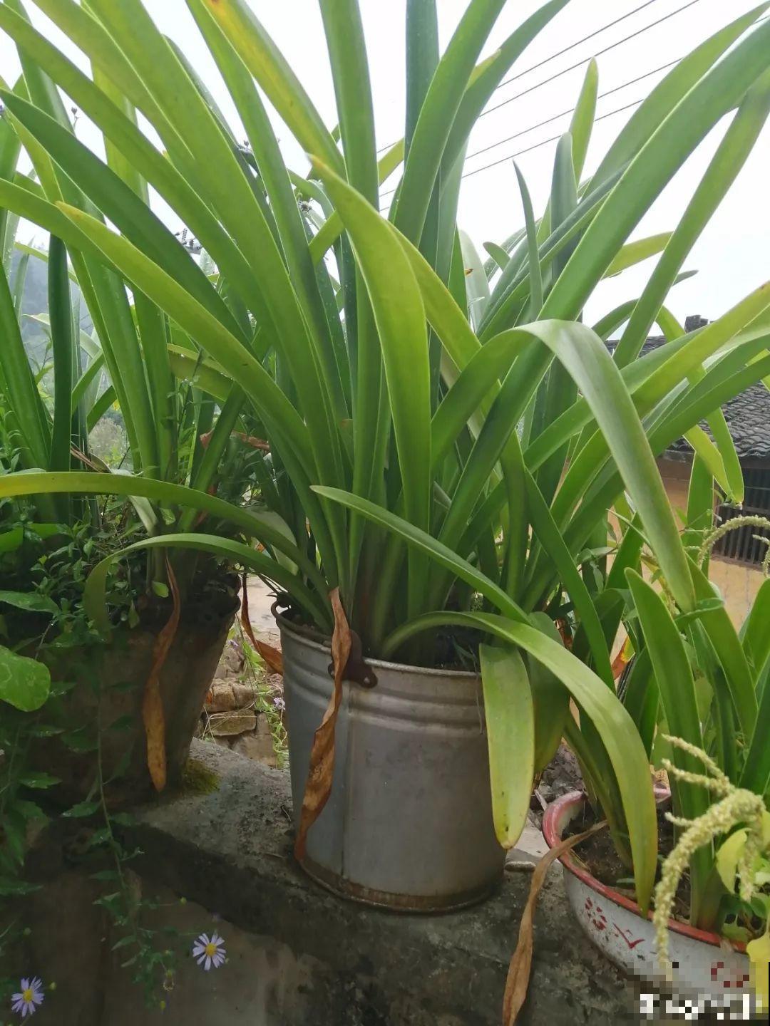 20种花再冷也不怕，过年正好开花，现在养还来得及！