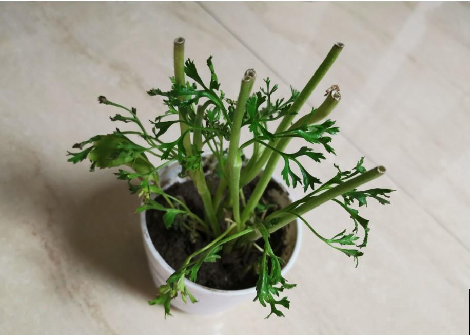 花毛茛叶子软成“烂芹菜”，出现倒伏别扔，还能开花！