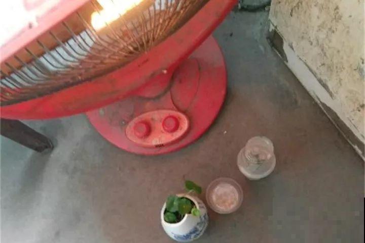 最怕冷的花，一降温就黄叶子，再不管只剩盆了！