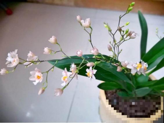 今年最火的兰花，一棵就能香满屋，比香水好闻多了！