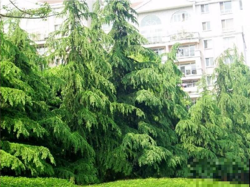 盆景松树，圣诞就能够用上，省去市场上看了！