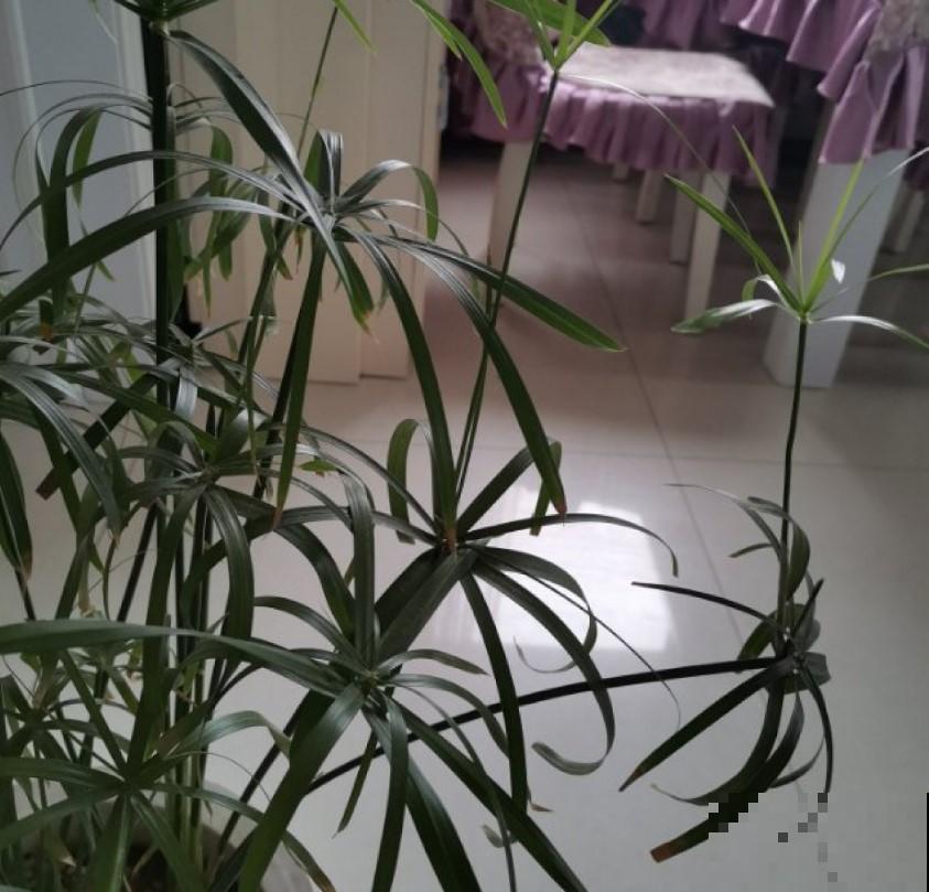 室内稀有的观叶植物，选这3种，别人家绝对没有！