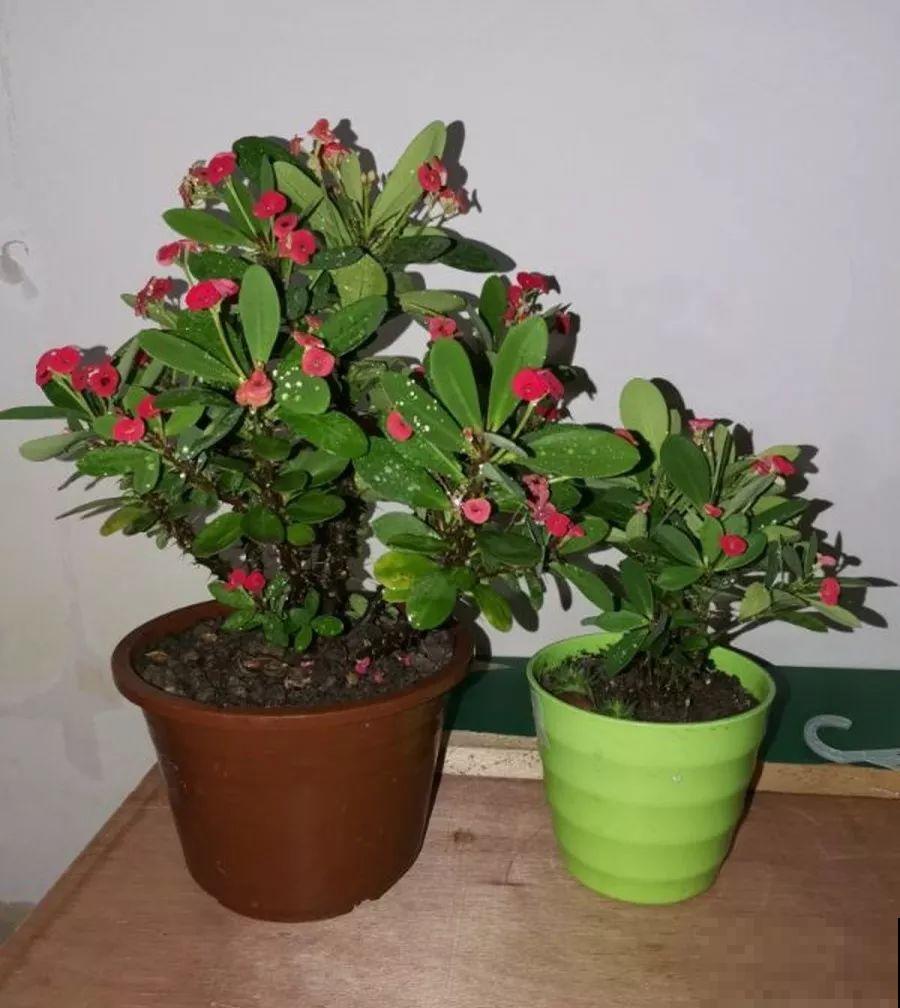 这7种花能开小半年，一茬接一茬，也不嫌累的慌！