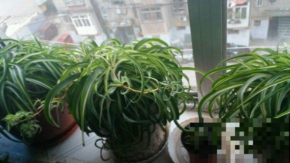 冬季没花养？就养卷叶吊兰，摆在客厅真大气！