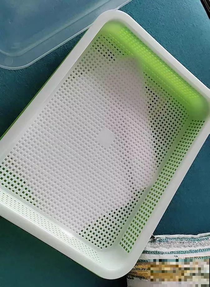 一个矿泉水瓶，半月种出大蒜苗，方法简单，吃着还放心！