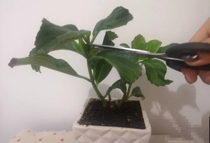 现在给绣球剪枝？都是谣言，信了明年别指望开花了！