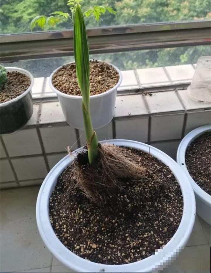 5块钱的水果埋土里，半年养成守家树，邻居都想花钱买！