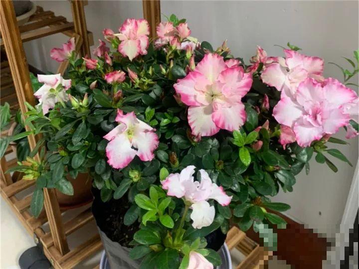 都说这花难养，10年不换盆，年年开花成宝贝！