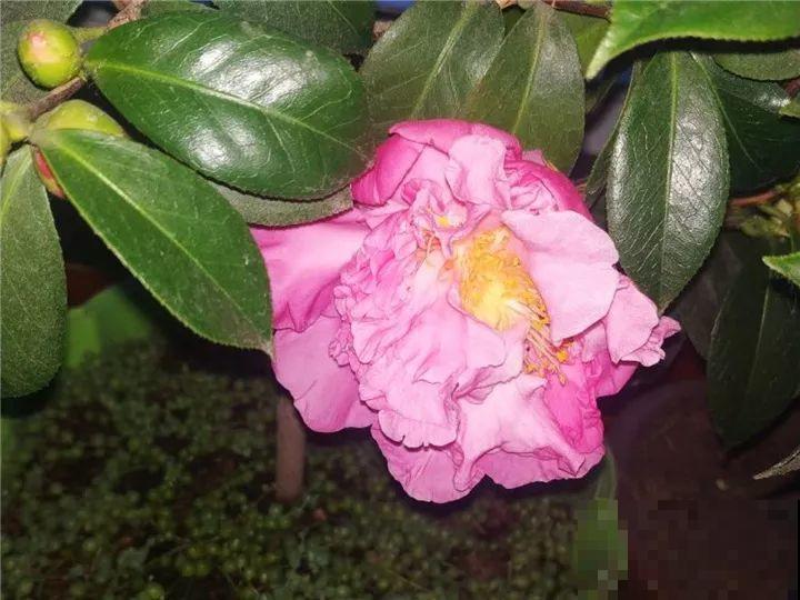 这花想要冬天开，就得狠心剪两刀，满树红花惹人爱！