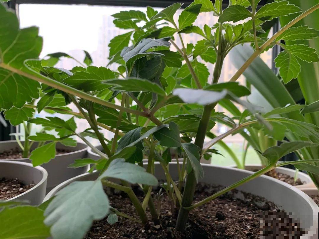 这花就是开花机器，连开6个月不歇气，邻居天天跑来看！