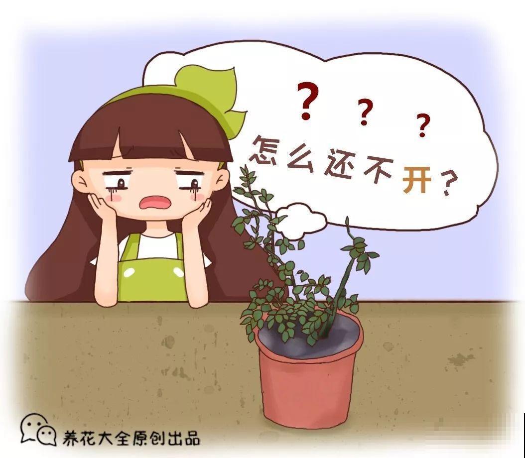 室内光照差，就别再养这6种花，养再久也不开花！