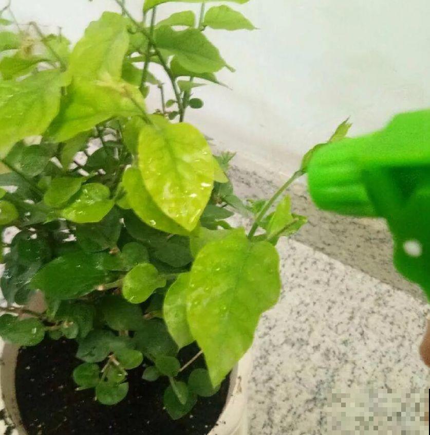 土里浇点它，专治小黑飞，虫子不招叶子绿油油！