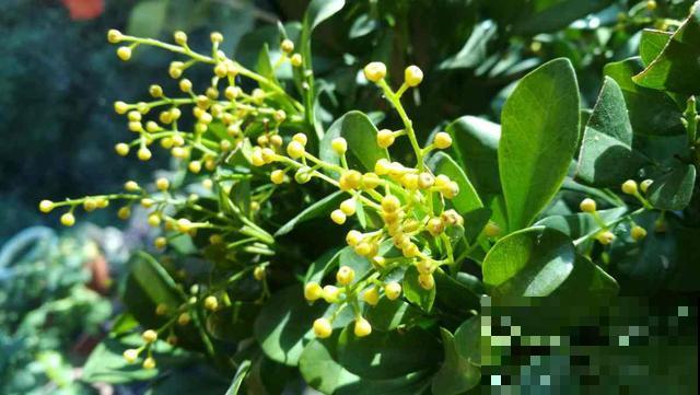 给花喝点“酸酸水”，新叶很快冒出来，绿油油的很旺盛！