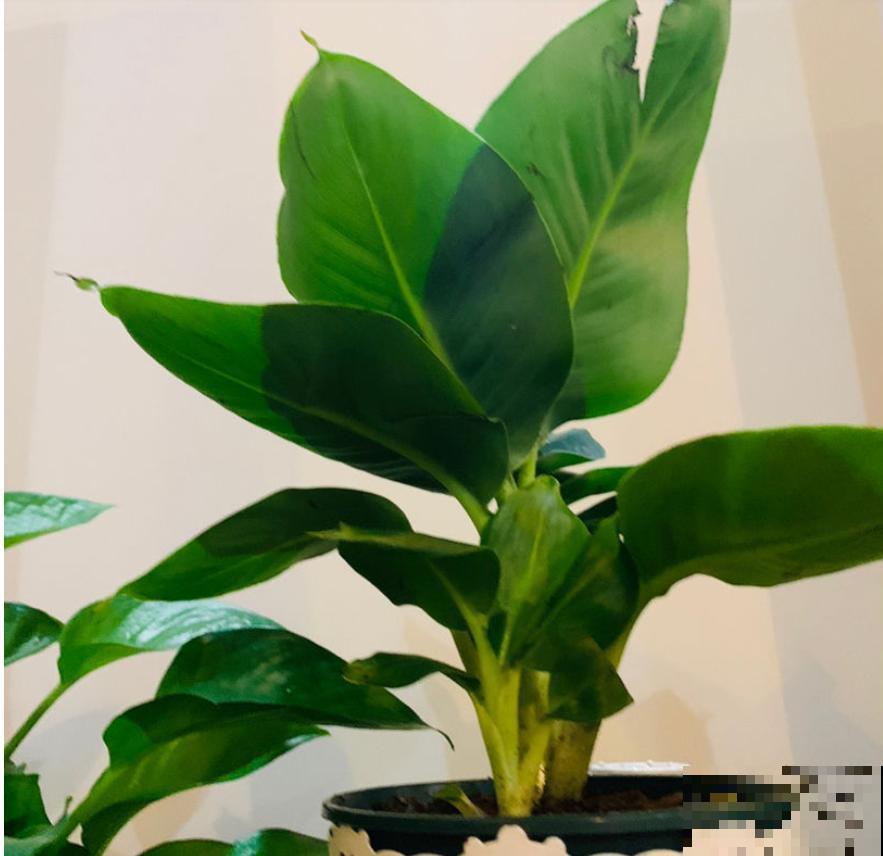 6种耐阴植物，放卫生间也能长，干净去异味！