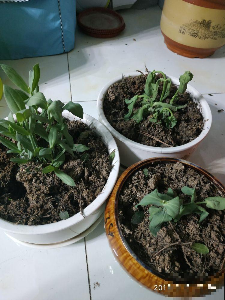 花市又出新骗术，买花前要注意这3点，谨防买花“踩坑”