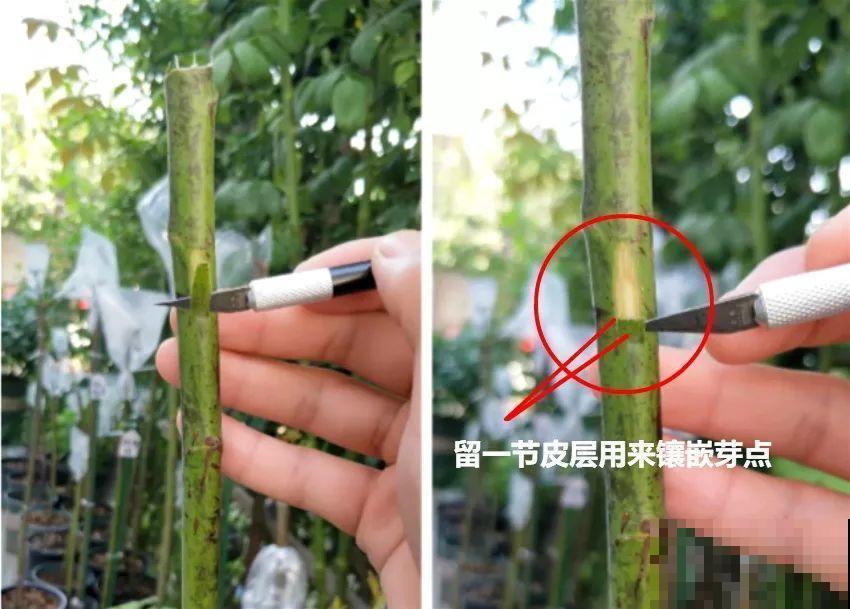 辞职回乡，这是他为养花做过最疯狂的事，却让人人都羡慕！