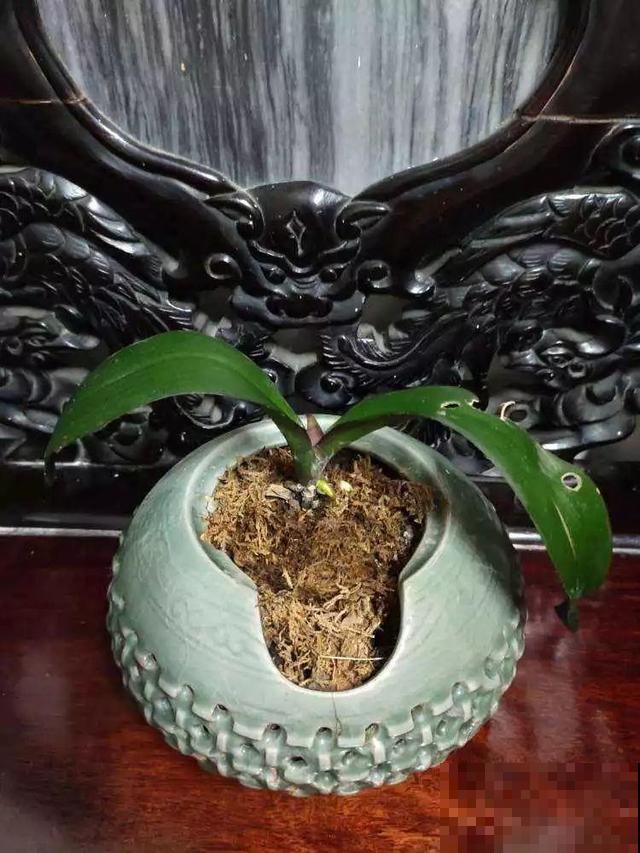 4种不同风格的花，谁见了都爱养，各有各的气质！