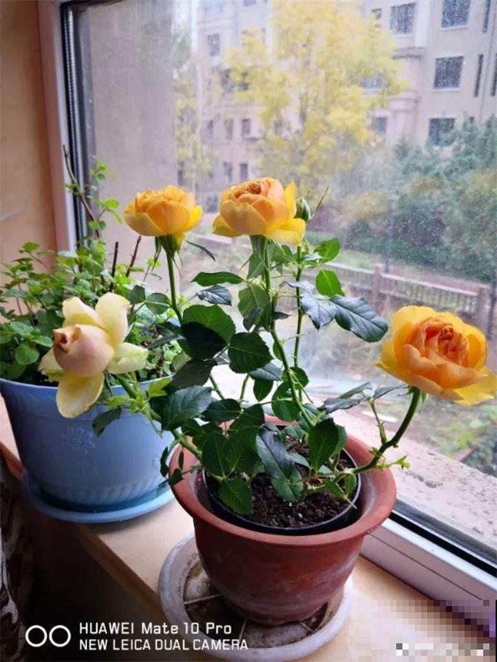 月季好看不敢养？教你6个窍门，年年开花不黄叶！