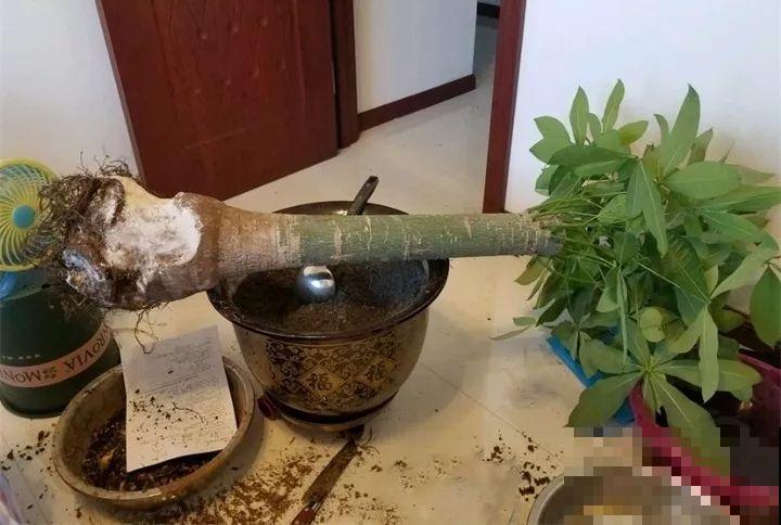 小药片磨成粉，兑水一浇，叶子油亮花开爆！