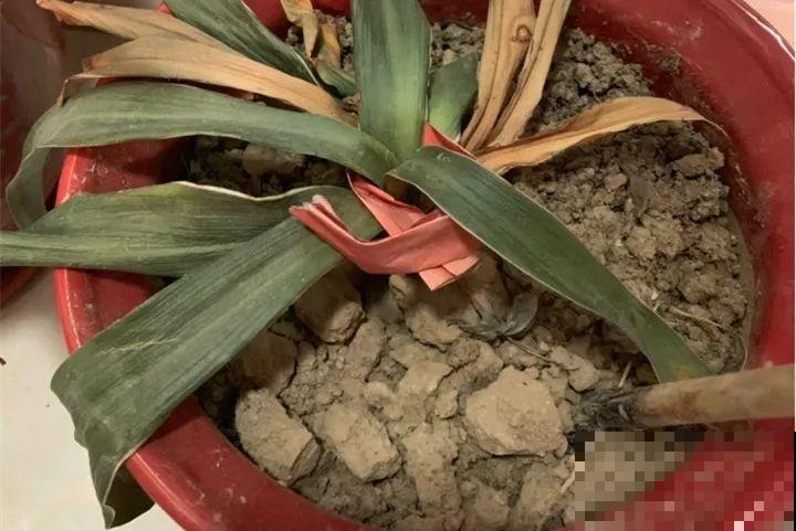 家里植物都这样了，换盆是关键，啥花都能养长久！