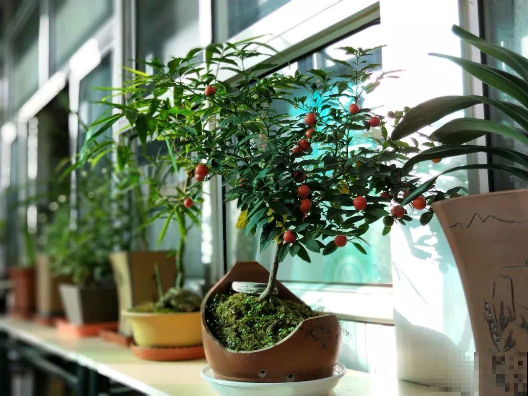 想养好花，就得付出劳动，从开花到结果，无一不是美的！