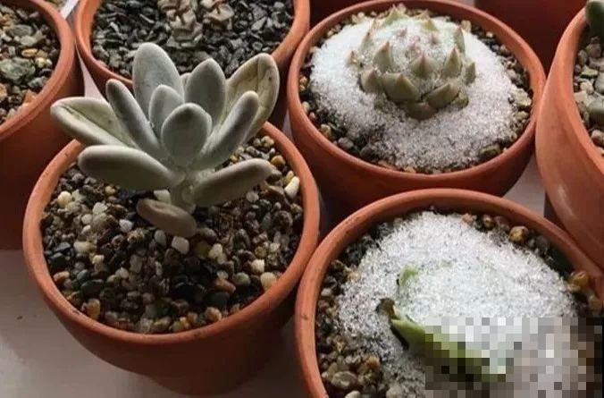 冬天养这4种花，别放窗户边，小心不剩一片好叶子！