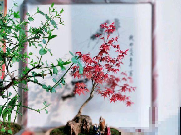 人养花，花也养人，越养你的气质就越好！