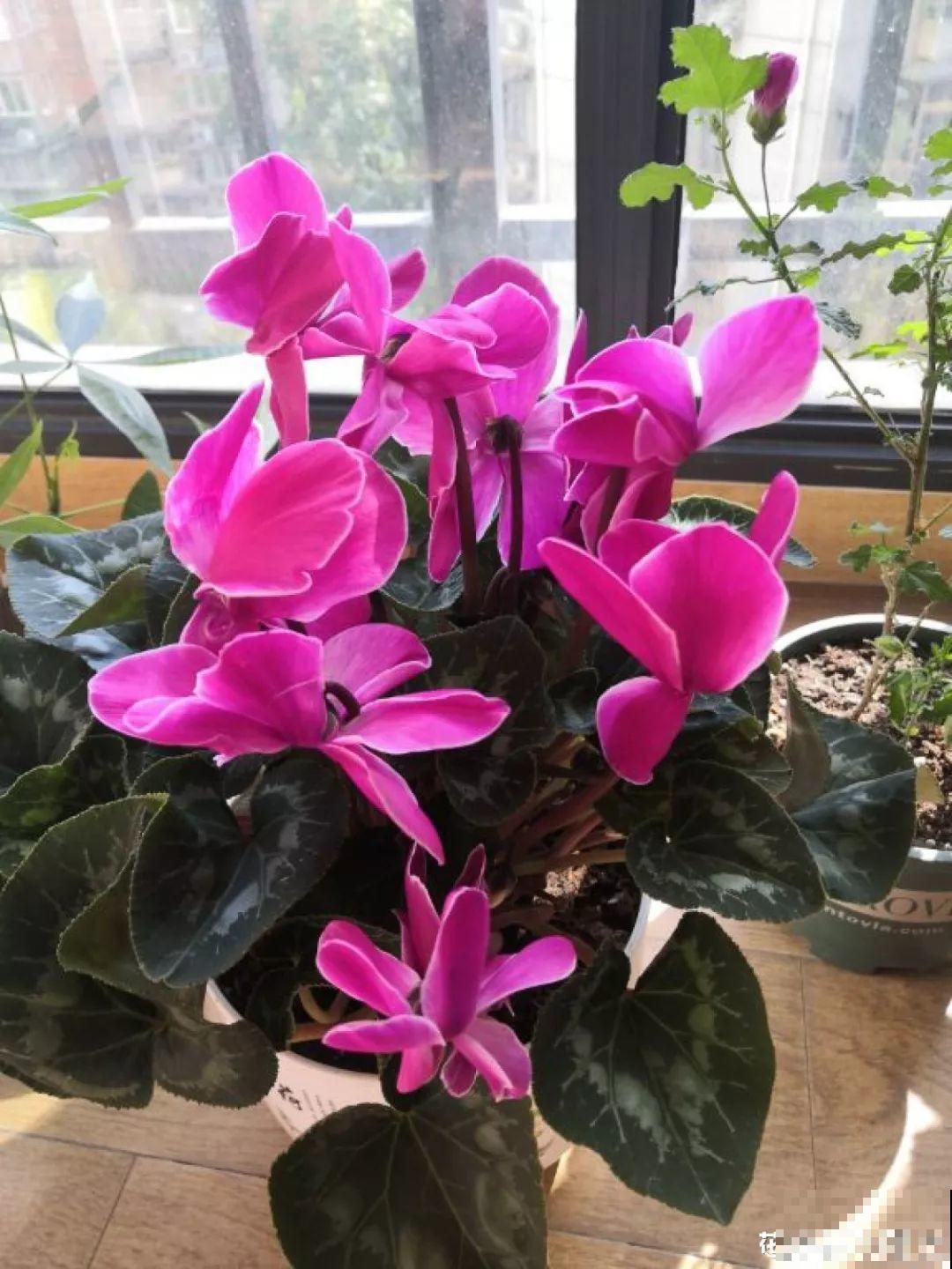 新买的花，盆上戳80个洞，越破花长得越旺！