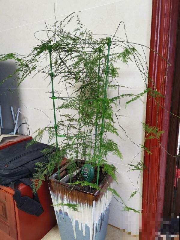 家里养盆杀菌花，空气清新，身体好不生病