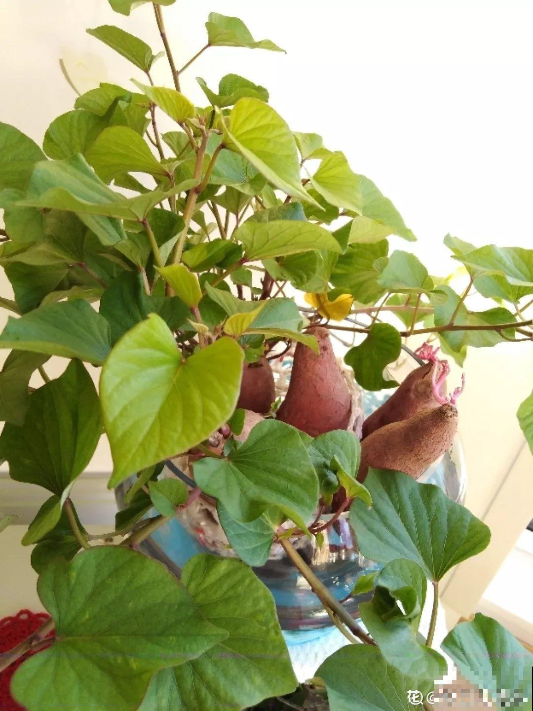 养不活的花丢鱼缸里，沾水立马就疯长，大冬天呼呼长不停！