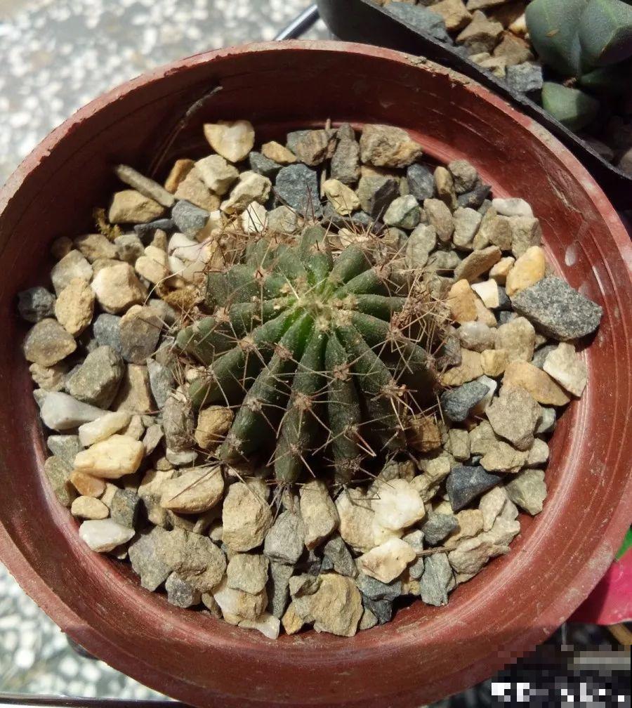 多肉的另一种养法，不花一分钱，透水透气根越长越壮！