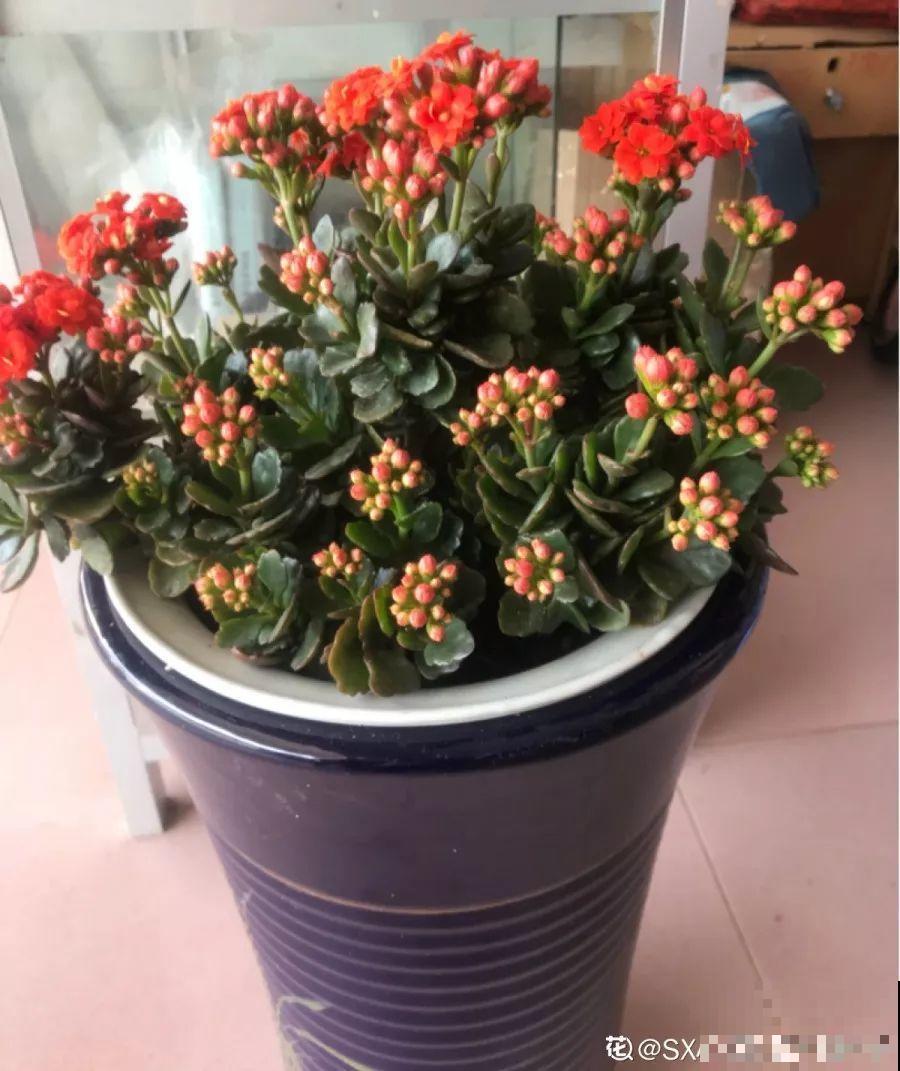家里养盆团圆花，开花多旺家宅，瞧一眼就忘不掉！