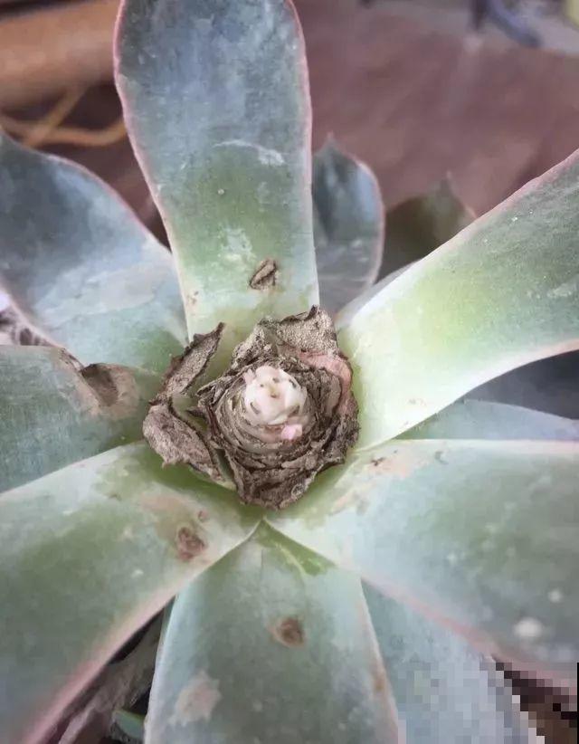 看见这花可别买，忍住，小心被忽悠，花钱买气受！