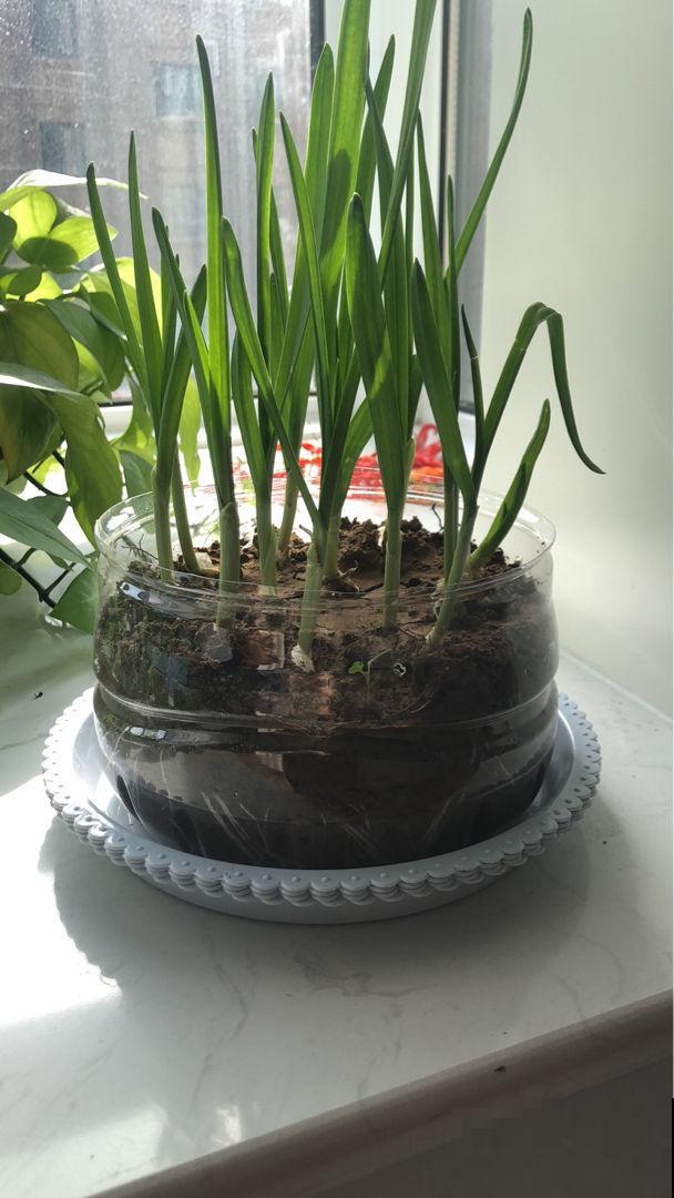 废油桶如何养花？张大妈只教一遍，我就学会了，太实用了